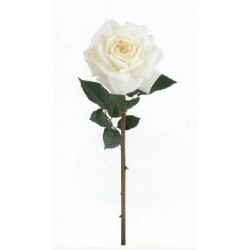 ROSA BIANCA h70cm [TONO21233-00.jpg]