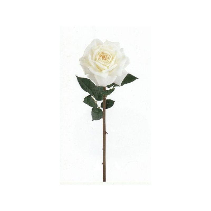 ROSA BIANCA h70cm [TONO21233-00.jpg]