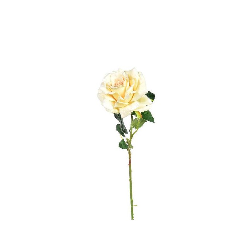 ROSA GIALLA 70cm [9022018-00.jpg]