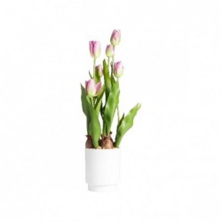 TULIPANO IN VASO 53cm ROSA [9028054-00.jpg]