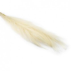 RAMO PAMPAS 75cm PANNA [0130563-00.jpg]