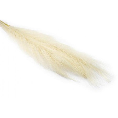 RAMO PAMPAS 75cm PANNA [0130563-00.jpg]