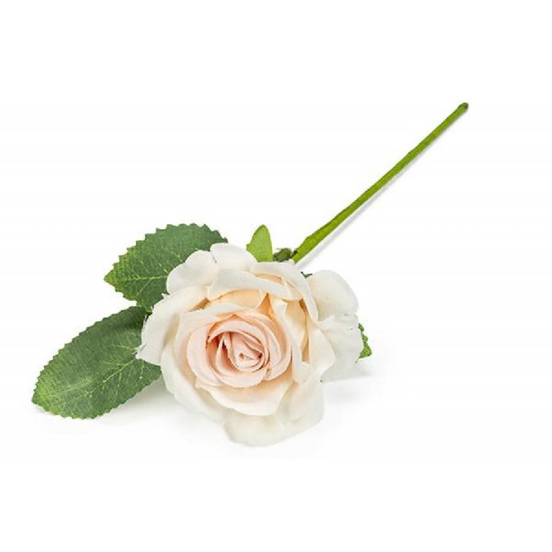 ROSA CON FOGLIE CIPRIA [0130152-00.jpg]