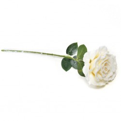 ROSA BIANCA INNEVATA...