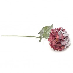 ORTENSIA BORDEAUX INNEVATA...