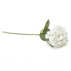 ORTENSIA BIANCA INNEVATA...