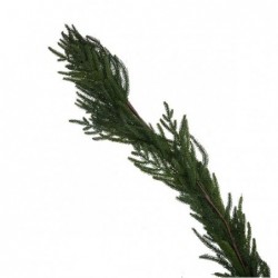 FASCIONE PINO VERDE 180cm [9015131-20.jpg]