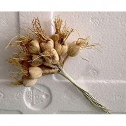 APPLICAZIONE AGLIO BIANCO -36pz [0141245-10.jpg]