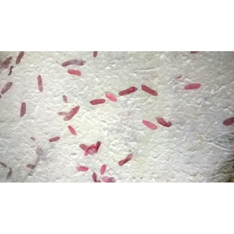 ---CARTA AVOHA-PETALI ROSA 55x80 [0511702-00.jpg]