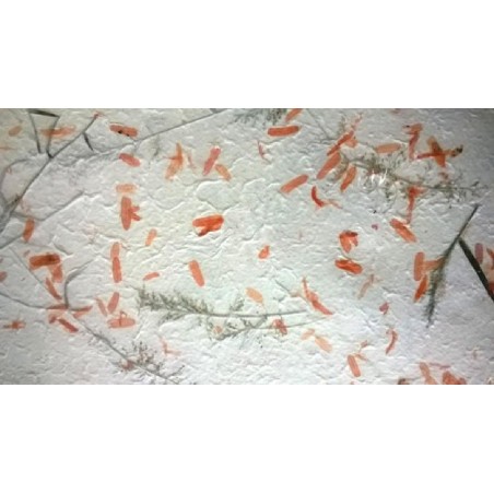 ---CARTA AVOHA-PETALIE FIORI 55x80 [0511701-00.jpg]