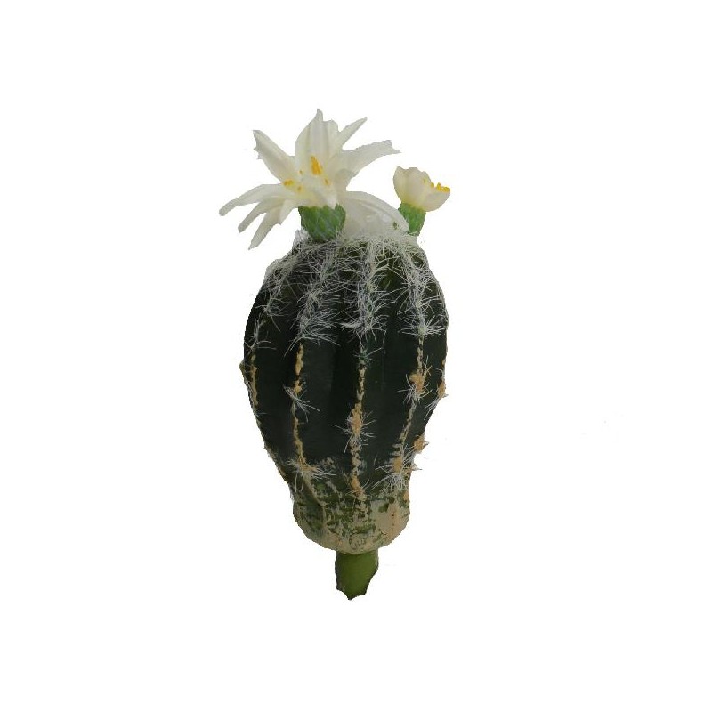 CACTUS ARTIFICIALE CON FIORE BIANCO 7x11 [9020098-00.jpg]