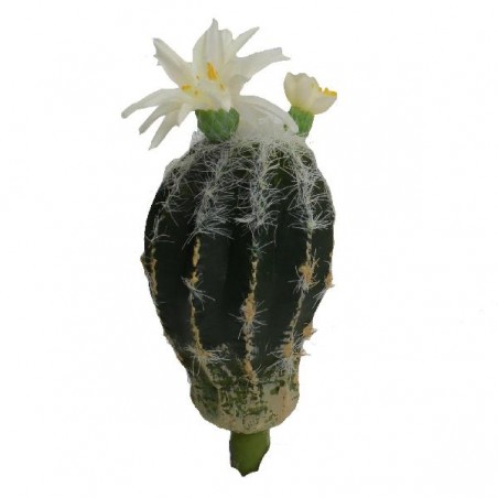 CACTUS ARTIFICIALE CON FIORE BIANCO 7x11 [9020098-00.jpg]