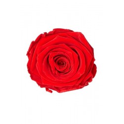 ---ROSA STABILIZZATA d5cm [9022028-00.jpg]