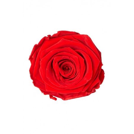 ---ROSA STABILIZZATA d5cm [9022028-00.jpg]